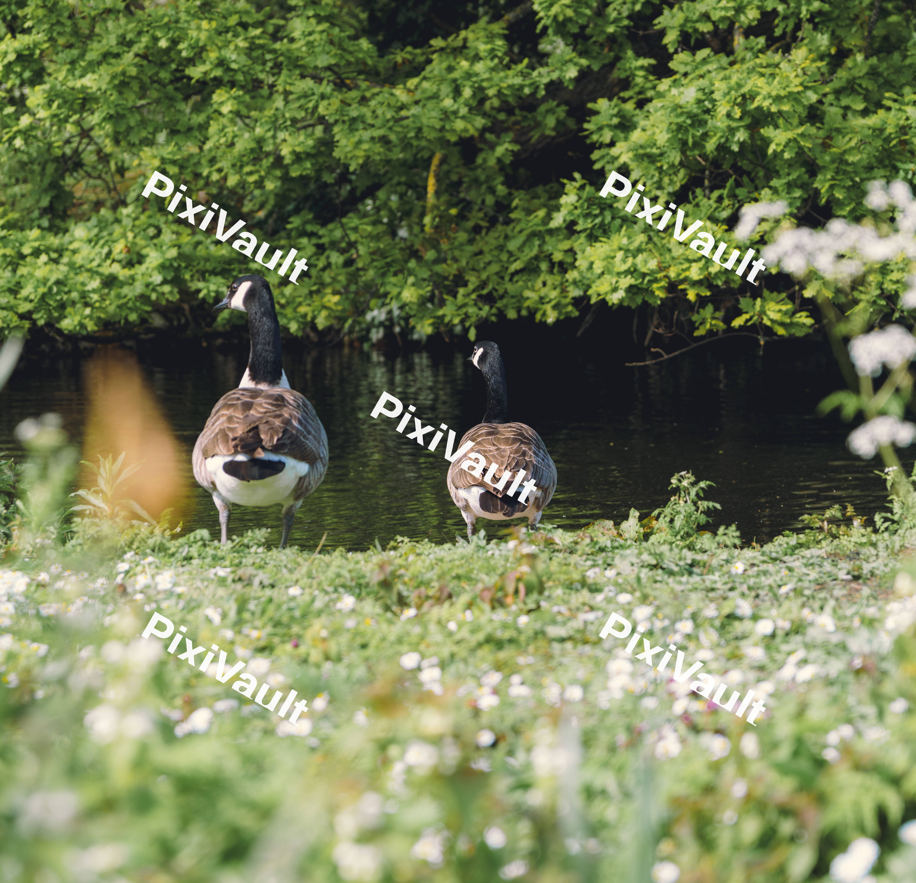 Back of Geese